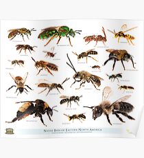 Beautiful Bees of Eastern North America Poster