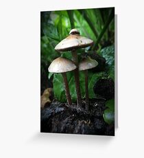 wet mushrooms Greeting Card