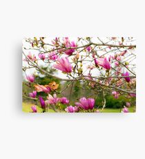 Magnolia Tree Canvas Print