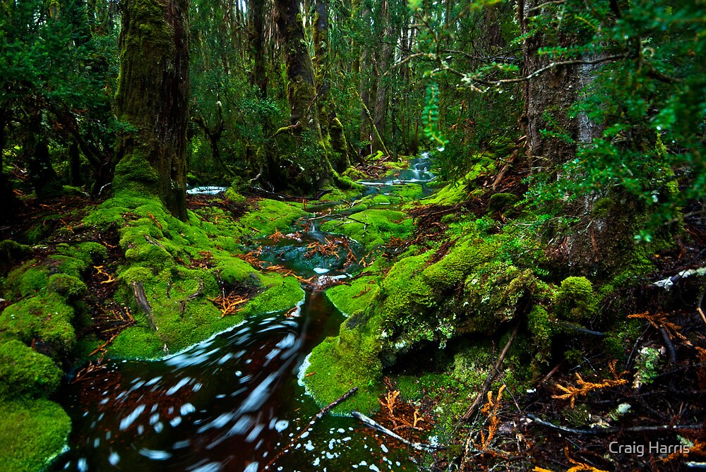 "UP THE CREEK" by Craig Harris Redbubble