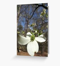 Backyard Dogwood Print Greeting Card
