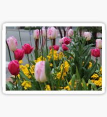 Tulips from Normandie Sticker