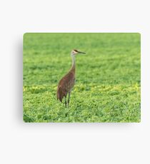 Sandhill Crane 2016-3 Canvas Print