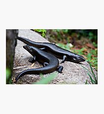 the reptile - kp Photographic Print