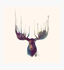 Moose - Square format Photographic Print