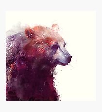 Bear // Calm - Square Format Photographic Print