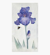 Blue Iris with Bee Photographic Print