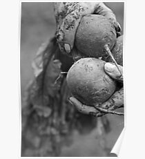 Beetroot Poster