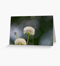 Dandelion and abstract 2 Greeting Card