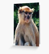African monkey - Print Greeting Card