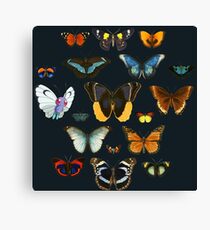 Entomology Canvas Print