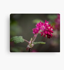 Red Currant Flowers Canvas Print