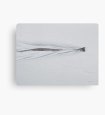 Cotton Mouth Canvas Print