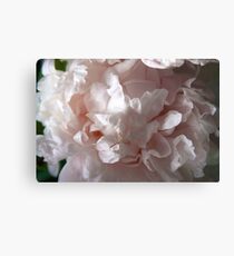peony Canvas Print