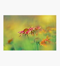 Don't judge each day by the harvest you reap but by the seeds that you plant. Robert Louis Stevenson ... Photographic Print
