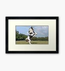 elite horse Framed Print