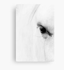 Wild Horse Canvas Print