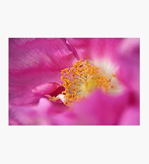 Stamens Photographic Print
