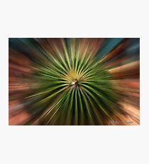 Exploding Cactus Photographic Print