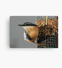 Nuthatch on bird feeder Canvas Print