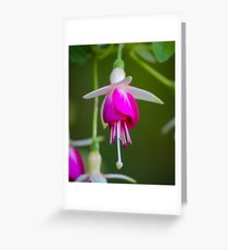 Fuchsia Greeting Card