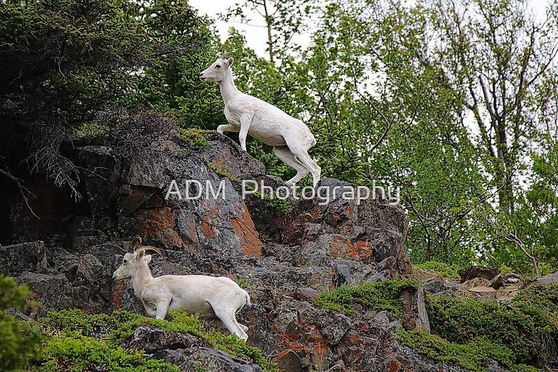 "Dalls Sheep Climbing Up The Mountain" by Amber D Hathaway Photography