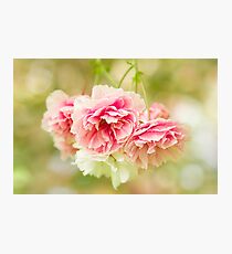 Cherry Blossom Frills Photographic Print
