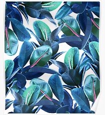 Rubber Plant #redbubble #lifestyle Poster