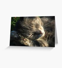 Sleeping cat Greeting Card