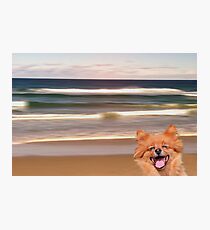 A dog's life Photographic Print