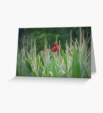 Relaxing Red. Greeting Card