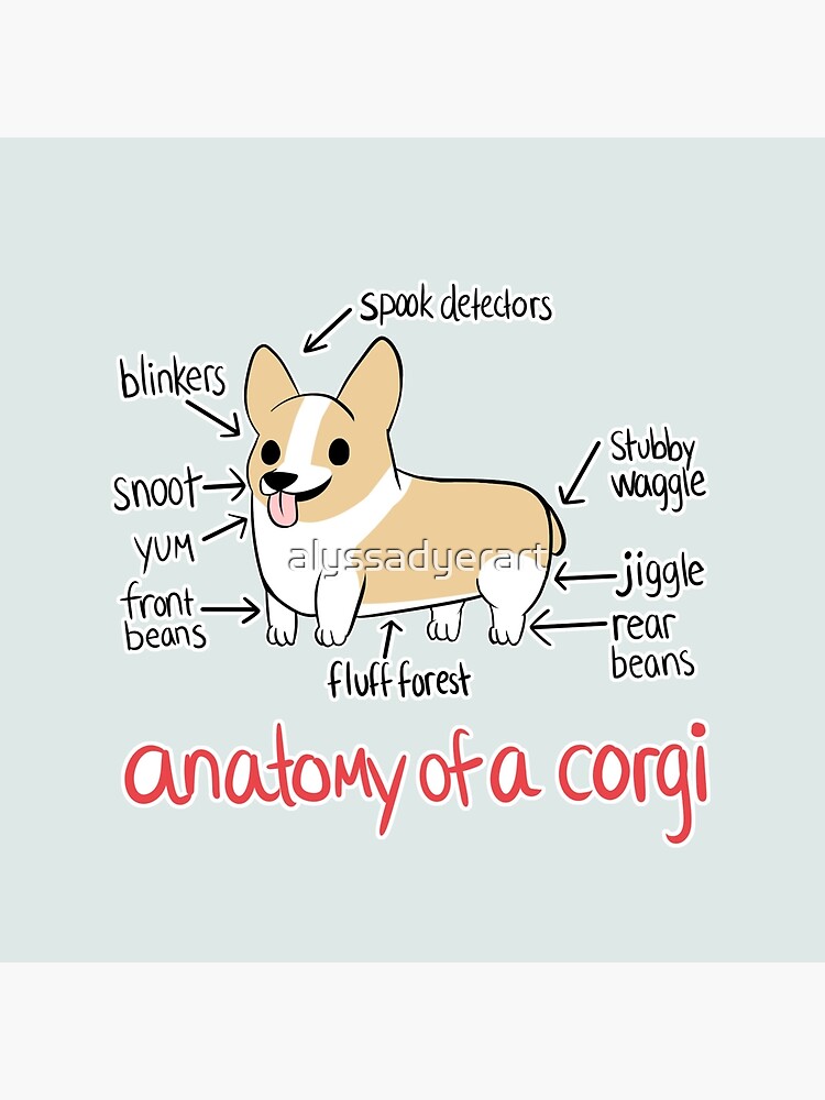 Anatomy of a Corgi by alyssadyerart