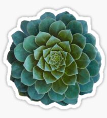 Succulent Sticker