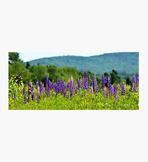A Sign of Summer Photographic Print