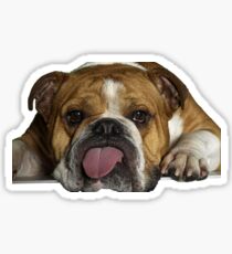 bulldog flushed Sticker