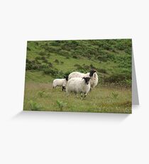 Baa baa baa Greeting Card