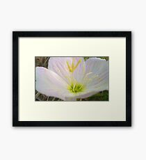 Macro Buttercup Framed Print