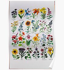 Wildflower-Alphabet Poster