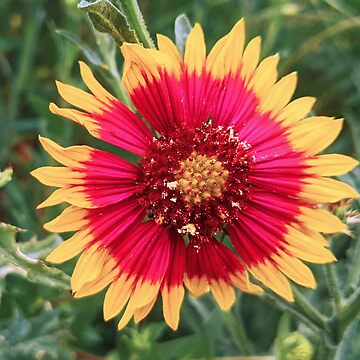 Rose ring blanket flower clearance