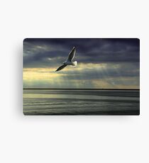 Jonathan Livingston Seagull Canvas Print