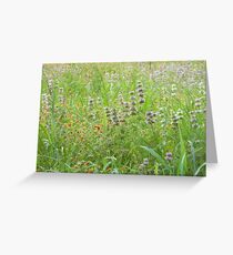 Bee Balm Bountiful Greeting Card