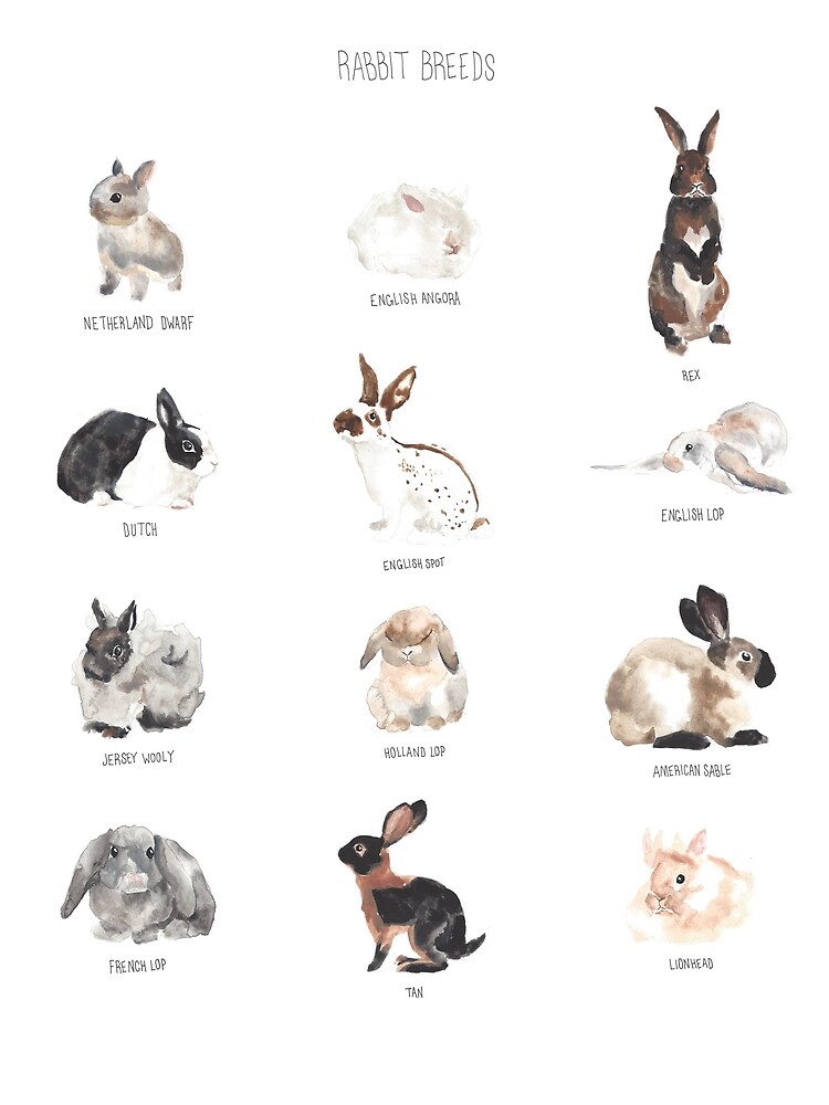 rabbit-breeds-poster-by-amandaupp-redbubble