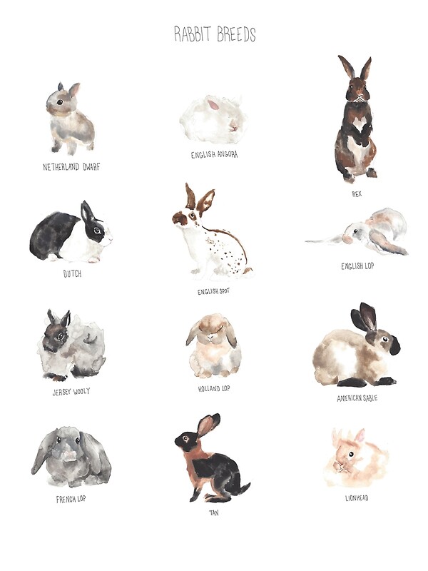 Rabbit Breeds Chart