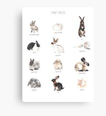 Rabbit Breeds Canvas Print