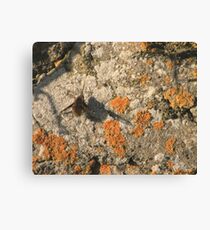 Narbee Canvas Print