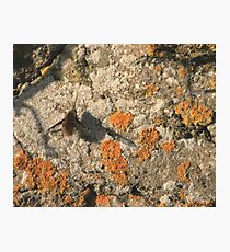 Narbee Photographic Print