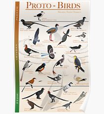 Proto-Birds Poster Poster