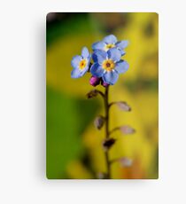 Forget-Me-Not Metal Print
