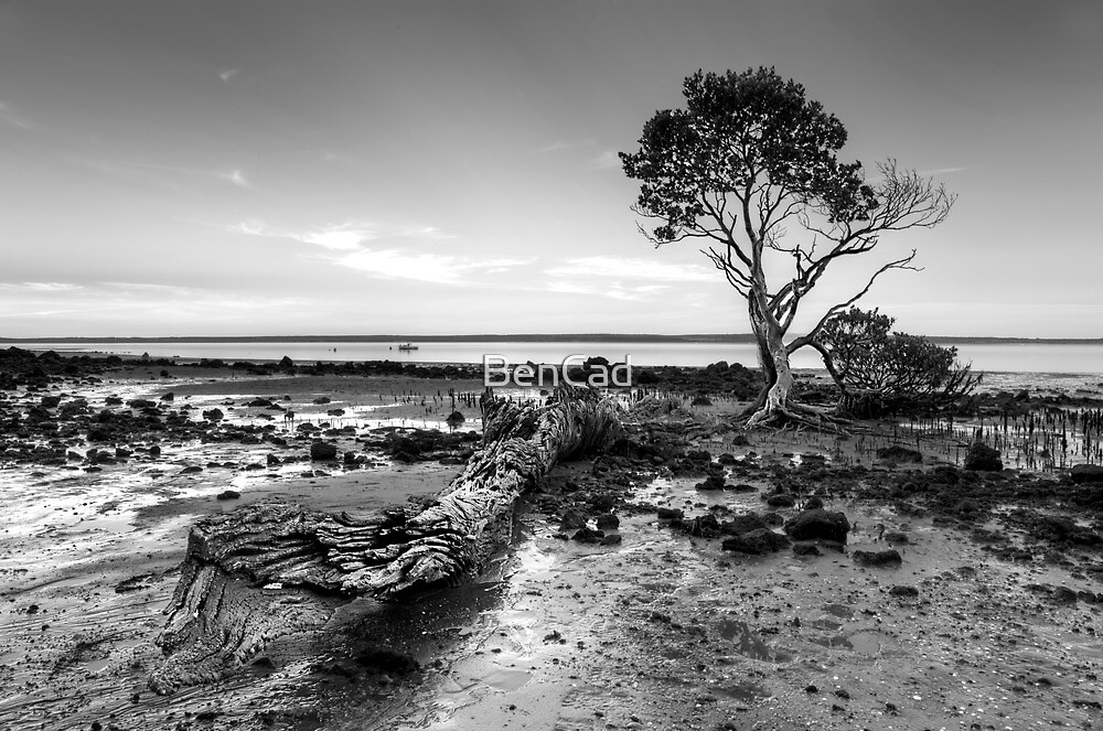 Tenby Point - Mangrove Sunset Black and White by BenCad