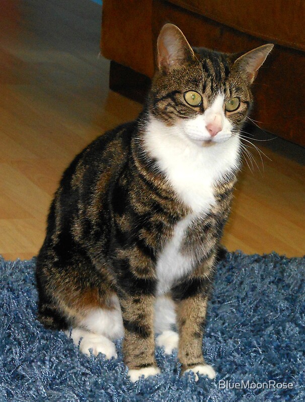 "The Cat Sat On The Mat" by BlueMoonRose Redbubble